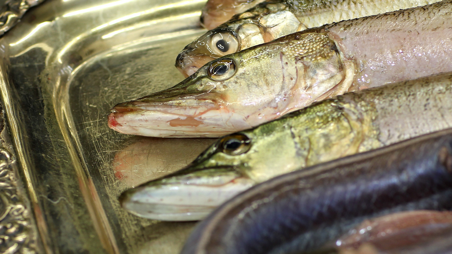 Resi_Fish_Close